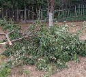 Сахалинцы боятся медведей и просят разрешить автобусам делать остановки по требованию