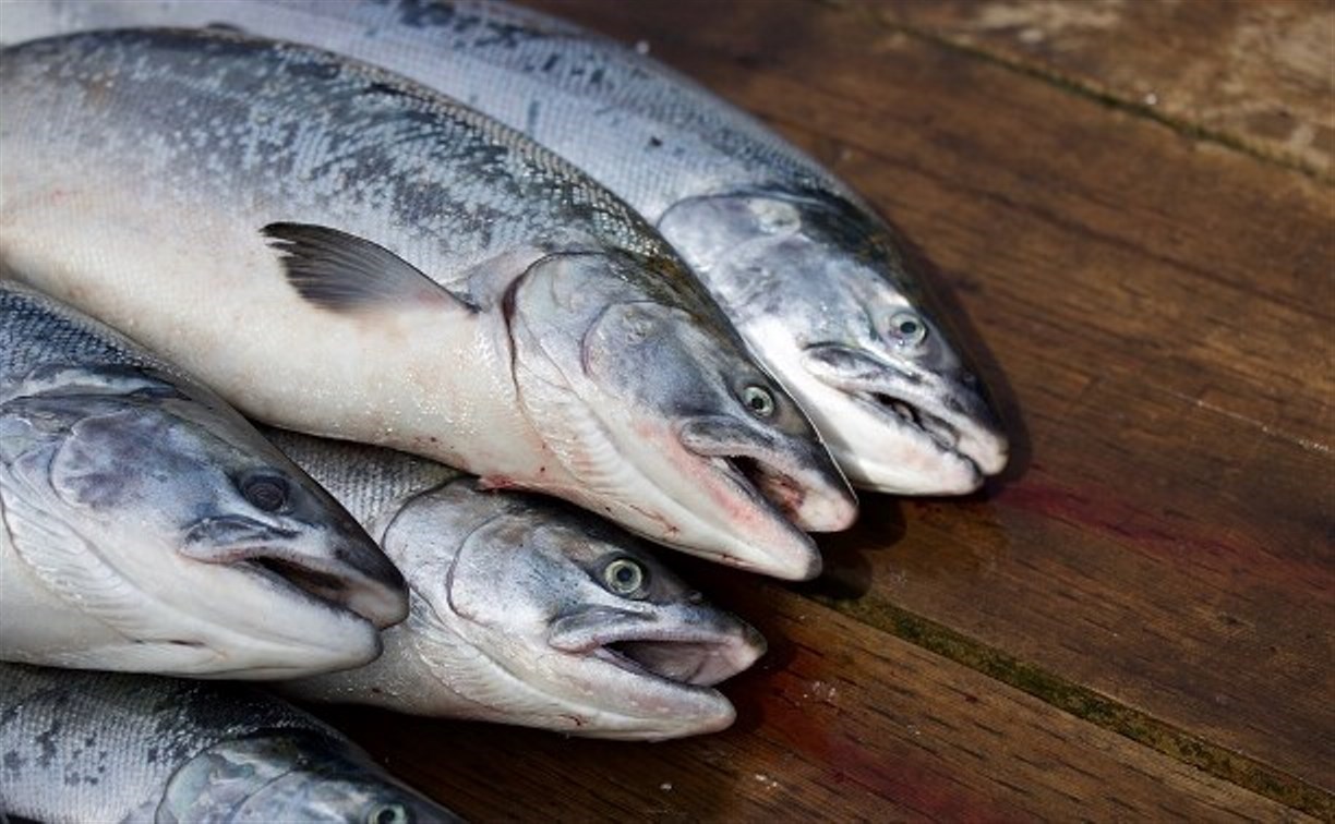 Сотрудники рыбохраны на Сахалине взяли браконьера на реке прямо во время добычи лосося