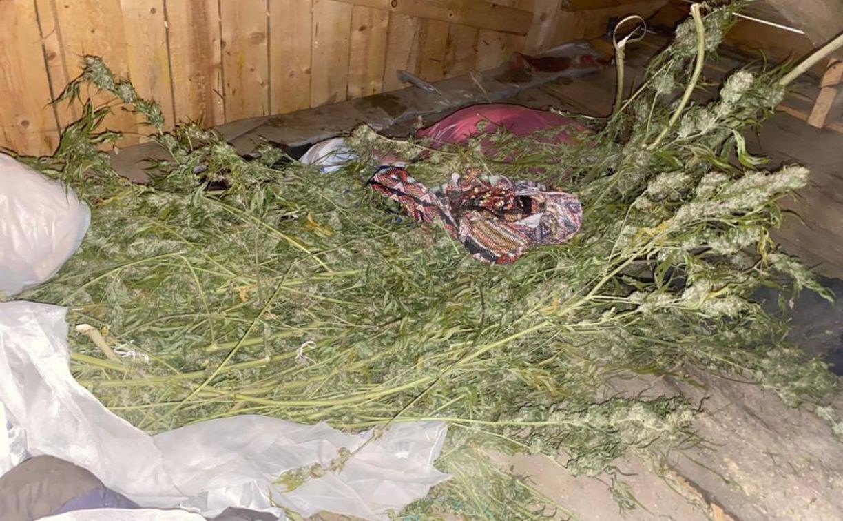 Более 2 килограммов конопли обнаружили на чердаке дома на Сахалине