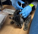 Ветеринары Сахалина начали выездную регистрацию домашних животных