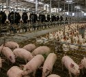 Сельхозпроизводство на Сахалине выросло на 1,7%, но поголовье скота продолжает снижаться