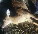 Сбежавший с экофермы на Сахалине олень погиб на дороге