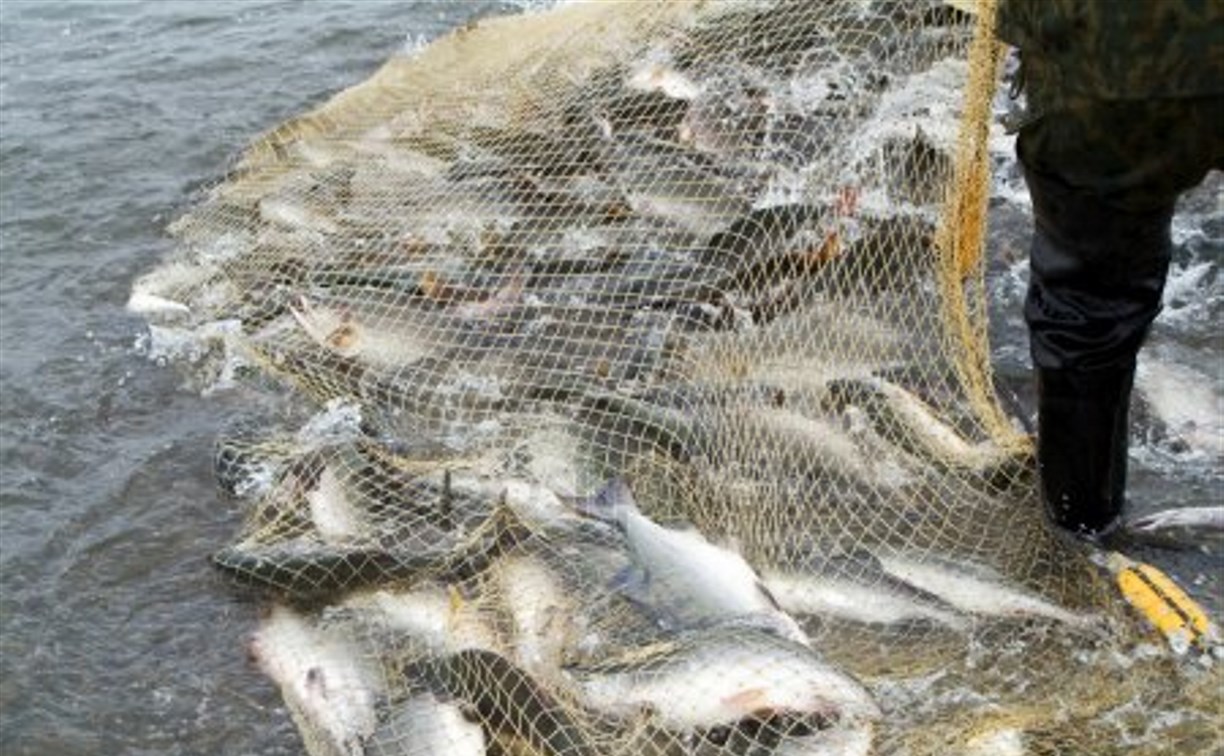 Жителя Поронайска поймали с 17 лососями и сетью