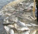 Жителя Поронайска поймали с 17 лососями и сетью