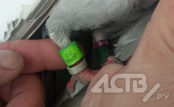 Японский почтовый голубь прилетел в сахалинское село