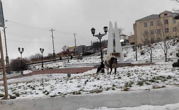 В Холмске женщина привязала корову к "Ниве" и почти волоком протащила по дороге 