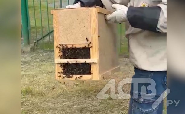 Очевидец: на территории южно-сахалинского садика "Берёзка" поселились дикие пчёлы