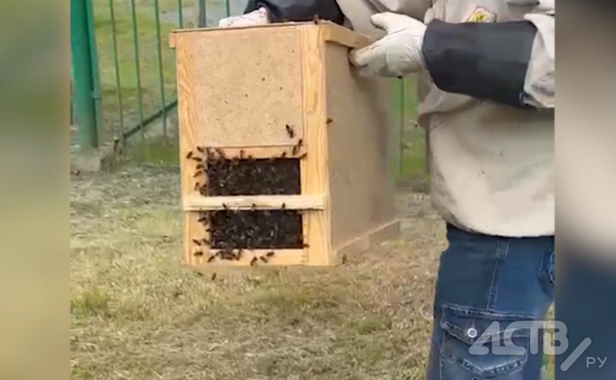 Очевидец: на территории южно-сахалинского садика "Берёзка" поселились дикие пчёлы