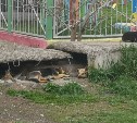 Стая собак атаковала 7-летнего мальчика в Южно-Сахалинске