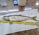 Сахалинская рыбачка поймала зубатую корюшку весом почти 500 граммов