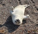 Сахалинцев просят не гладить, не кормить и не гнать в воду маленьких тюленей