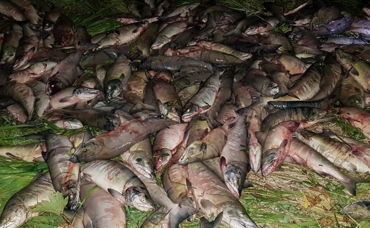 Сахалинские пограничники изъяли у браконьеров почти шесть тонн рыбы