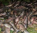 Сахалинские пограничники изъяли у браконьеров почти шесть тонн рыбы