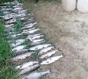 Дома у сахалинца обнаружили более 12 кг осетровой икры, возбудили уголовное дело 