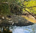 На Сахалине у подростков-"кошатников" изъяли 7 кг незаконно добытой икры