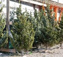 Елочные базары открываются в Южно-Сахалинске
