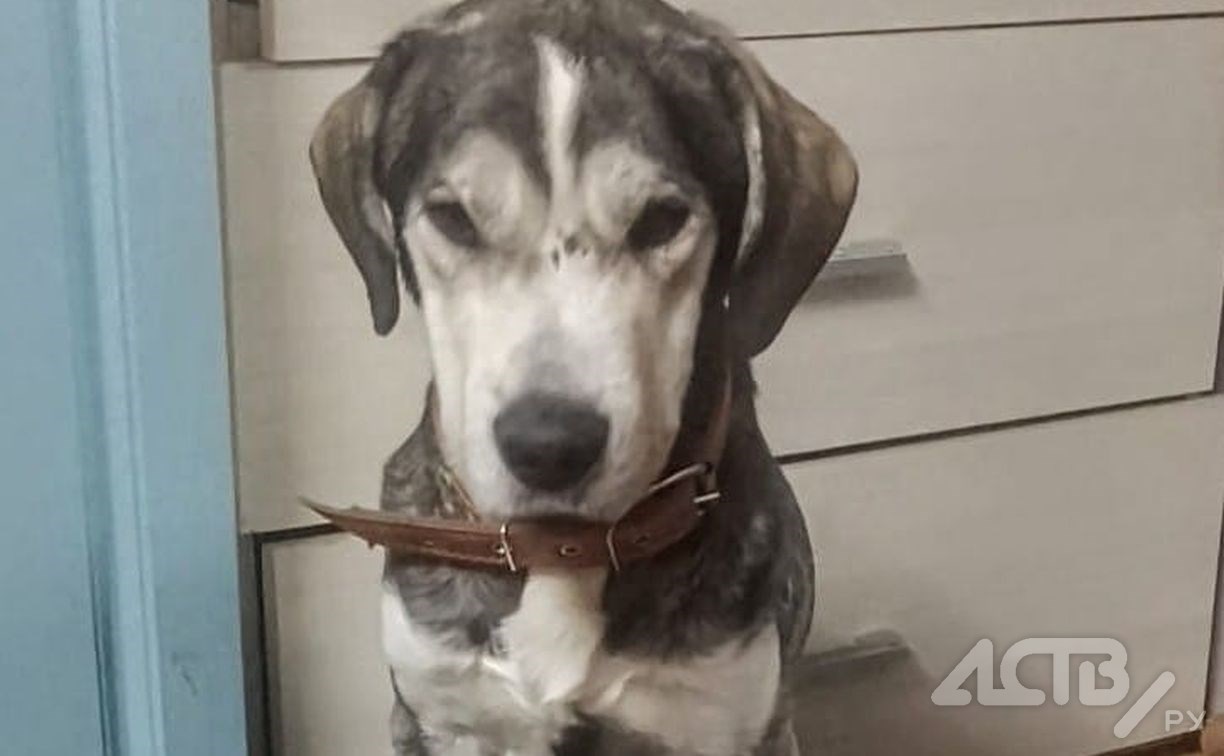 "В кишечнике была дробь": спасённой на мысе Великан собаке провели операцию