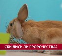 Сбылись ли предсказания сахалинских животных в предыдущие годы?