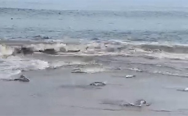 Очевидцы: косяки горбуши выбрасываются на берег в Долинском районе