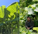 "Ими можно укрываться от дождя": 11 растений-гигантов, которыми славятся Курилы