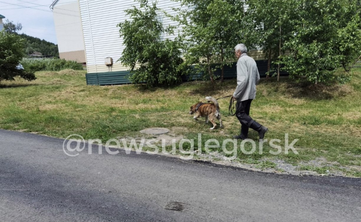 Летела каша из мисок и волосы с голов: жители Углегорска подрались из-за отлова собак