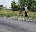 Летела каша из мисок и волосы с голов: жители Углегорска подрались из-за отлова собак