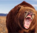 Медведя, разоряющего огороды дачников, решено отстрелить в Холмске