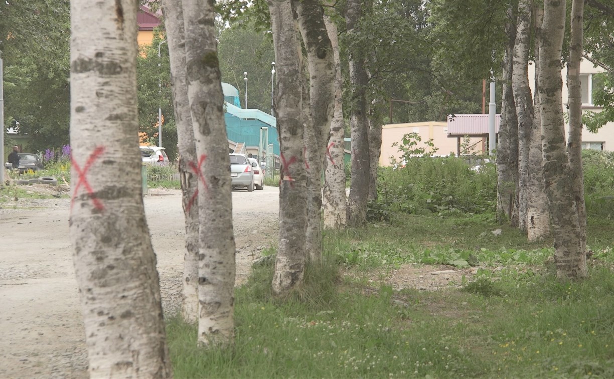 Негуманный красный крест: южносахалинцы вступились за березы на улице Курильской