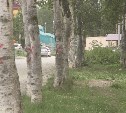 Негуманный красный крест: южносахалинцы вступились за березы на улице Курильской