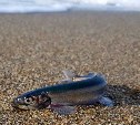 Нерестящаяся мойва выбрасывается на берег в Охотском 