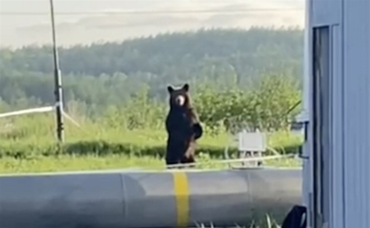 Бурый медведь вышел к Охинской ТЭЦ