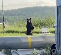 Бурый медведь вышел к Охинской ТЭЦ