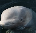 Эксперты: у белух и косаток в "китовой тюрьме" быстро развиваются кожные заболевания