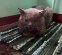 Сахалинцы подобрали на улице покалеченного кота - предположительно, у него химический ожог рта