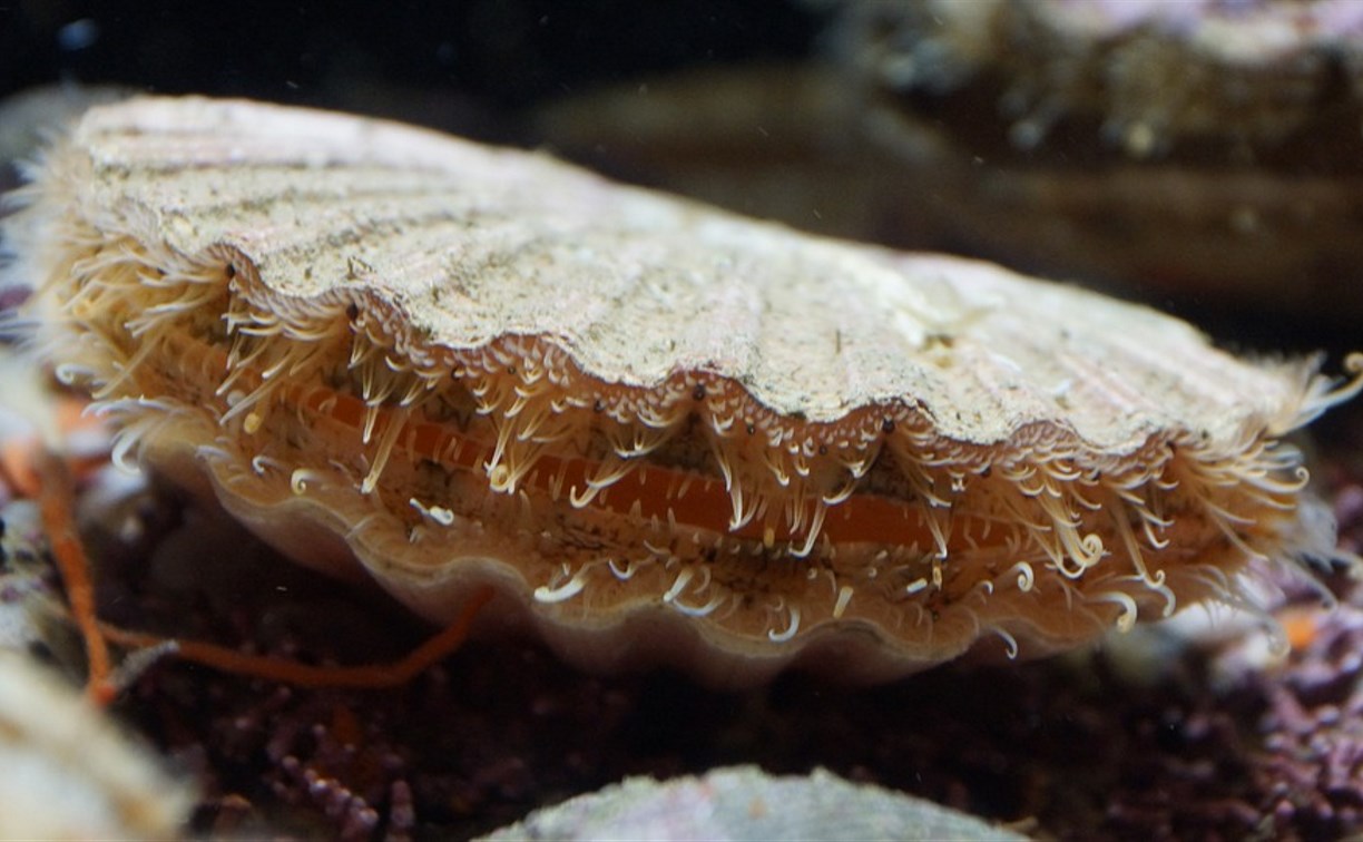 Сто тысяч особей морского гребешка выпустили в Анивский залив