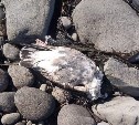 В Курильском районе обнаружили десятки мёртвых птиц 