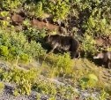 Медведица с медвежонком вышли к трассе на Курилах