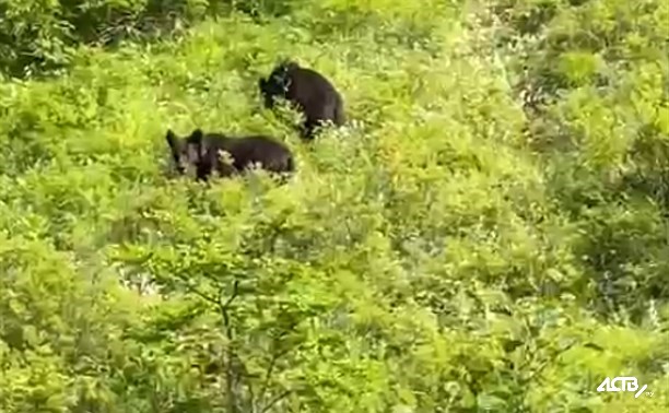 Два молодых медведя на Сахалине вышли к школьному лагерю