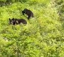 Два молодых медведя на Сахалине вышли к школьному лагерю