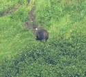 Располневший медведь на Курилах не смог быстро забраться на сопку