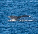 На Сахалине встретили редких китов-горбачей