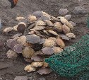 Почти 2000 экземпляров морского гребешка изъяли сахалинские пограничники у водолазов-браконьеров