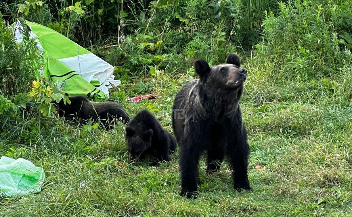 "Давай, шмаляй в него!": десяток медведей на Изменчивом разогнал отдыхающих