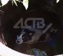 "Что ты рычишь, я тебе помочь хочу": в Поронайске собака упала в колодец с водой