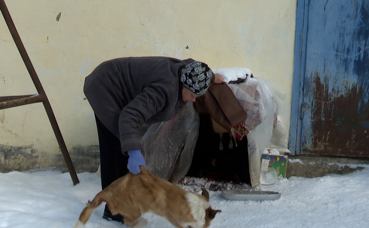 В Углегорске от кровавой рвоты стаями умирают щенки 