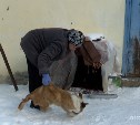 В Углегорске от кровавой рвоты стаями умирают щенки 