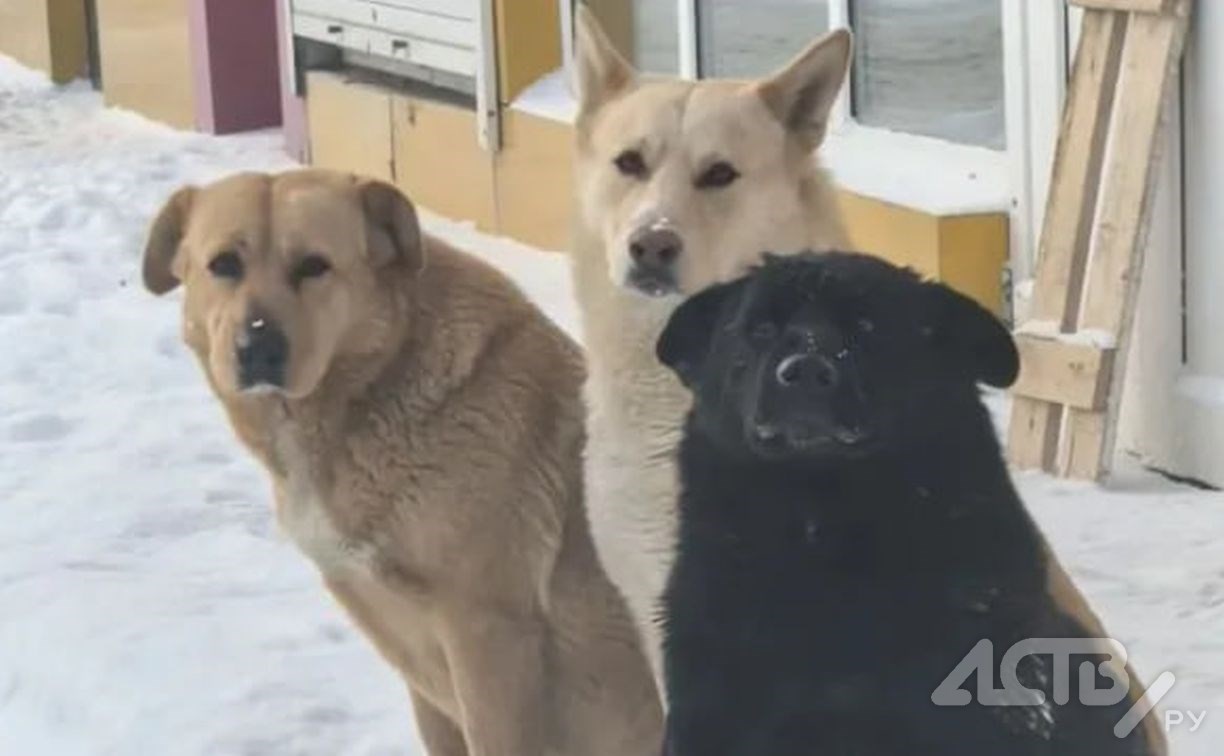 "Выстрелили дротиками и загрузили в авто": сахалинцы ищут причастных к исчезновению собак на оптовой базе