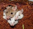 Крысы в колбасе и капуста с мочой: сахалинцы делятся страшилками после шокирующей истории с сухофруктами