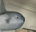 Обновлённое чучело рыбы-луны вернулось в сахалинский краеведческий музей