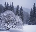 До +1 °C днём: прогноз погоды в Сахалинской области на 7 января